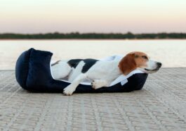 Das perfekte Hundebett finden Tipps und Empfehlungen für den optimalen Schlafplatz Ihres Vierbeiners