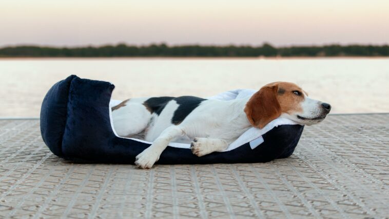 Das perfekte Hundebett finden Tipps und Empfehlungen für den optimalen Schlafplatz Ihres Vierbeiners