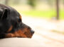 Das ultimative Komforterlebnis XXL Hundebetten für Ihren Vierbeiner