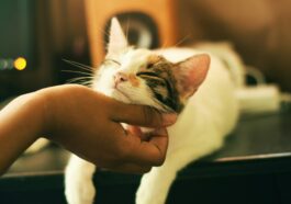 Effektive Behandlung und Vorbeugung von Katzenschnupfen Was jeder Katzenbesitzer wissen sollte