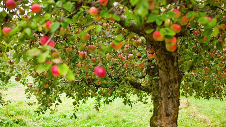 Frisches Obst aus dem eigenen Garten