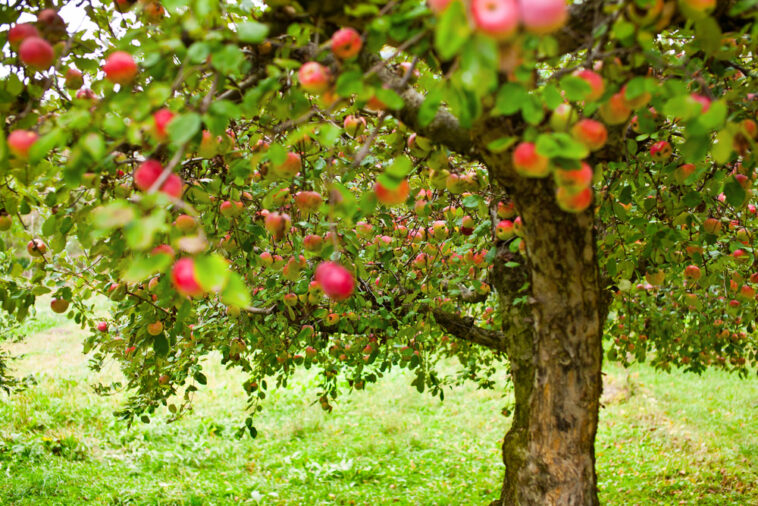 Frisches Obst aus dem eigenen Garten