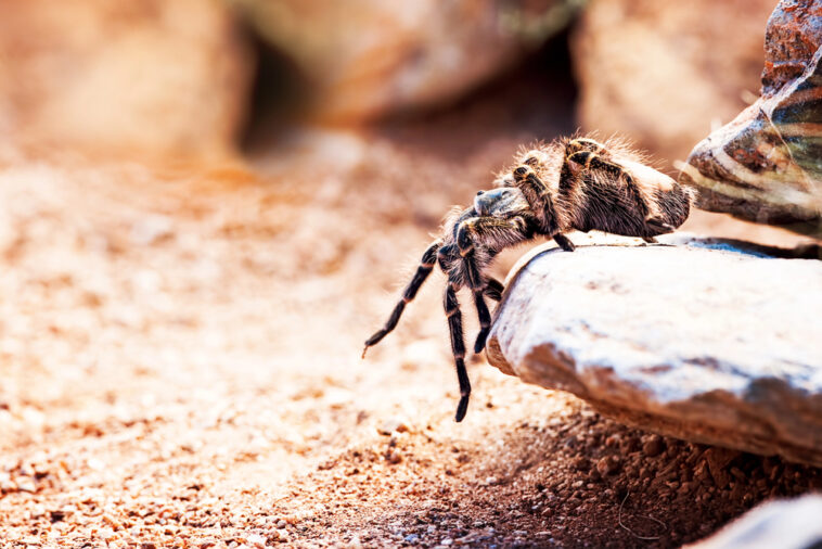 Die Vogelspinne als Haustier