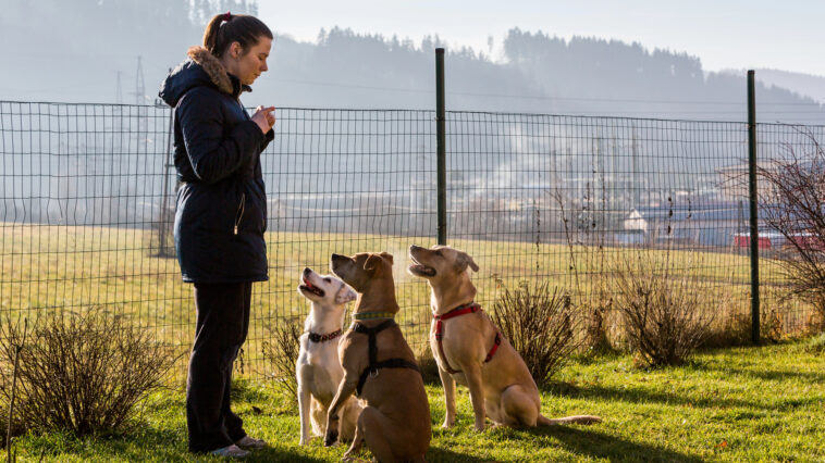 Die richtige Erziehung für den Hund – Fundament für ein harmonisches Miteinander