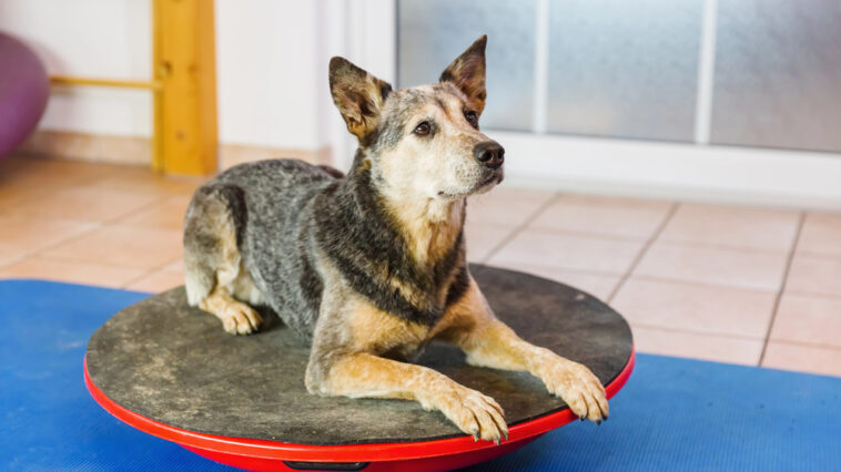 Was bringt Physiotherapie für Tiere?