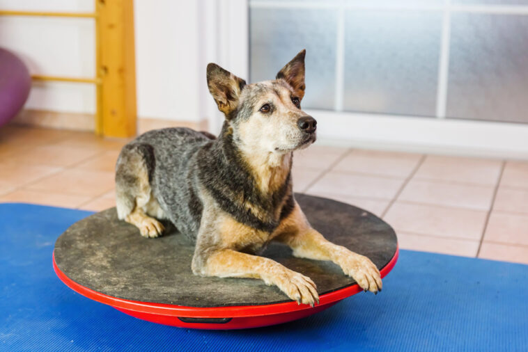 Was bringt Physiotherapie für Tiere?