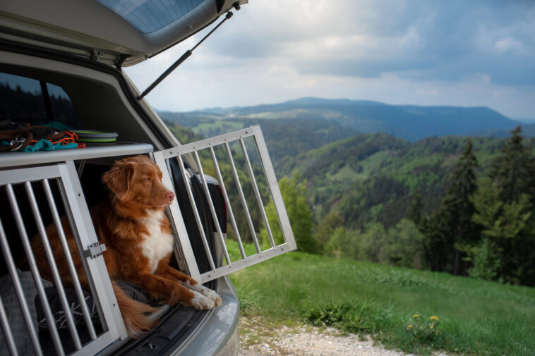 Sicher unterwegs: So transportiert man Hunde richtig im Auto
