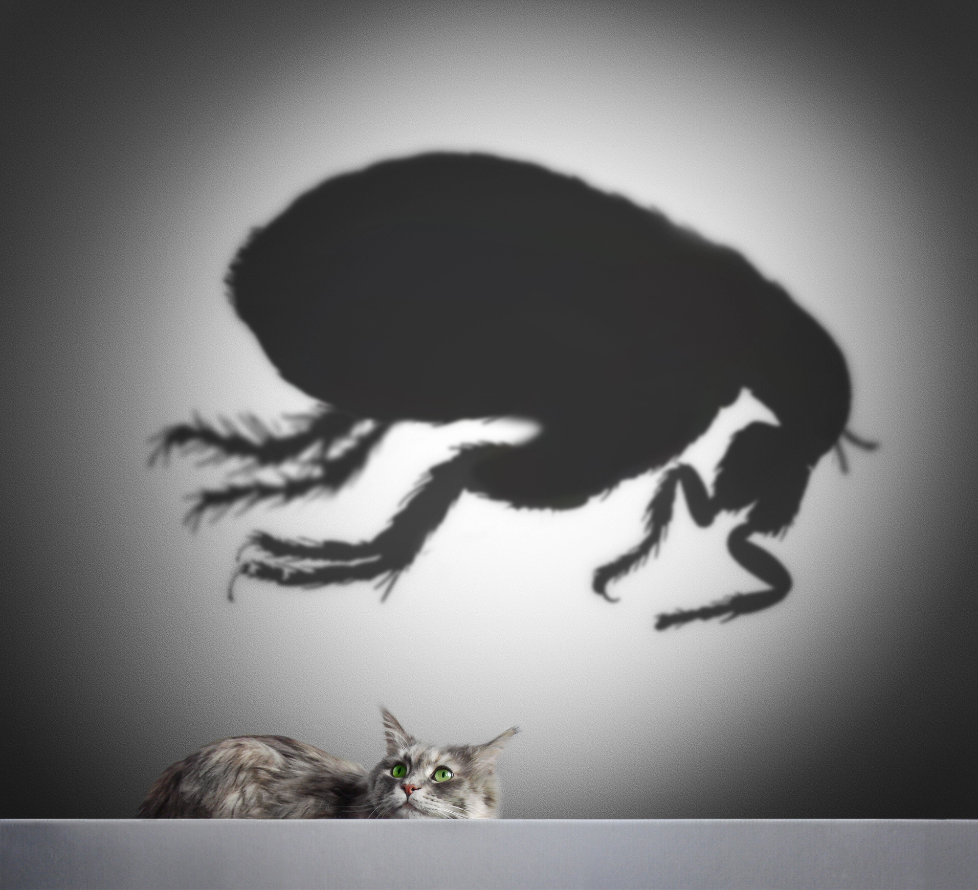 Katzenflöhe und ihre Übertragbarkeit auf den Menschen: Risiken, Prävention und Maßnahmen