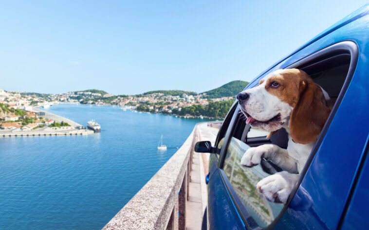 Urlaub mit Hund: Planung, Transport, Gesundheit – worauf es ankommt