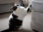 Was tun, wenn die Katze beißt und kratzt?
