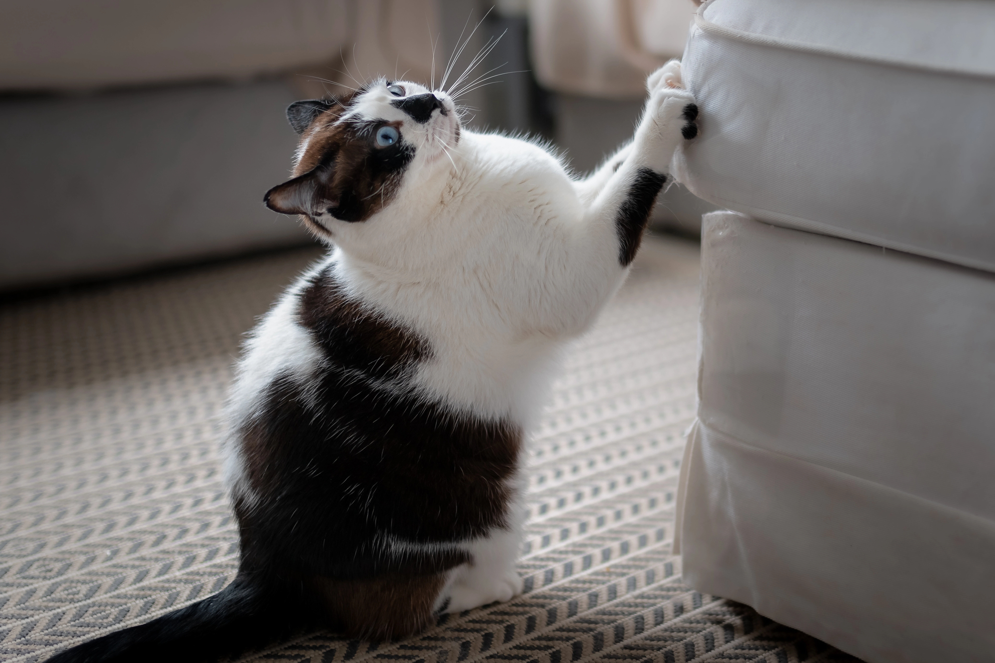 Was tun, wenn die Katze beißt und kratzt?