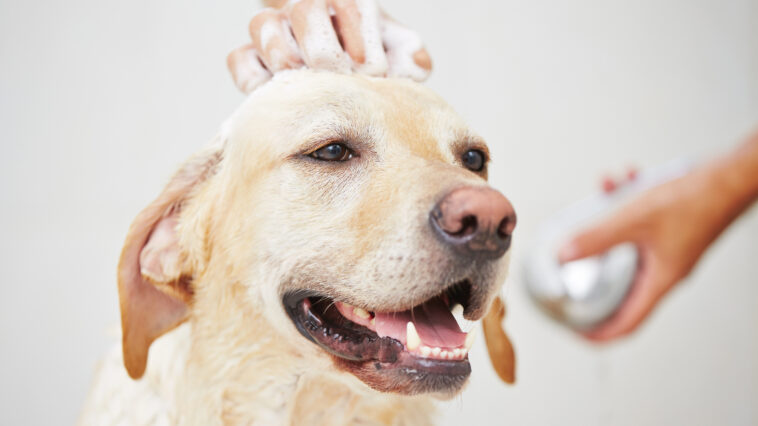 Was tun, wenn der Hund stinkt?