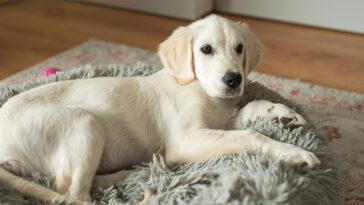 Tipps zum Schlafplatz für Ihren Hund