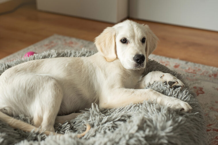 Tipps zum Schlafplatz für Ihren Hund