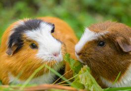 Meerschweinchen artgerecht halten – So gelingt verantwortungsvolle Heimtierhaltung
