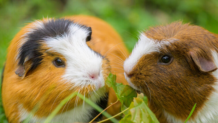 Meerschweinchen artgerecht halten – So gelingt verantwortungsvolle Heimtierhaltung