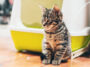 Die Katze ans Katzenklo gewöhnen – So gelingt die Sauberkeitserziehung