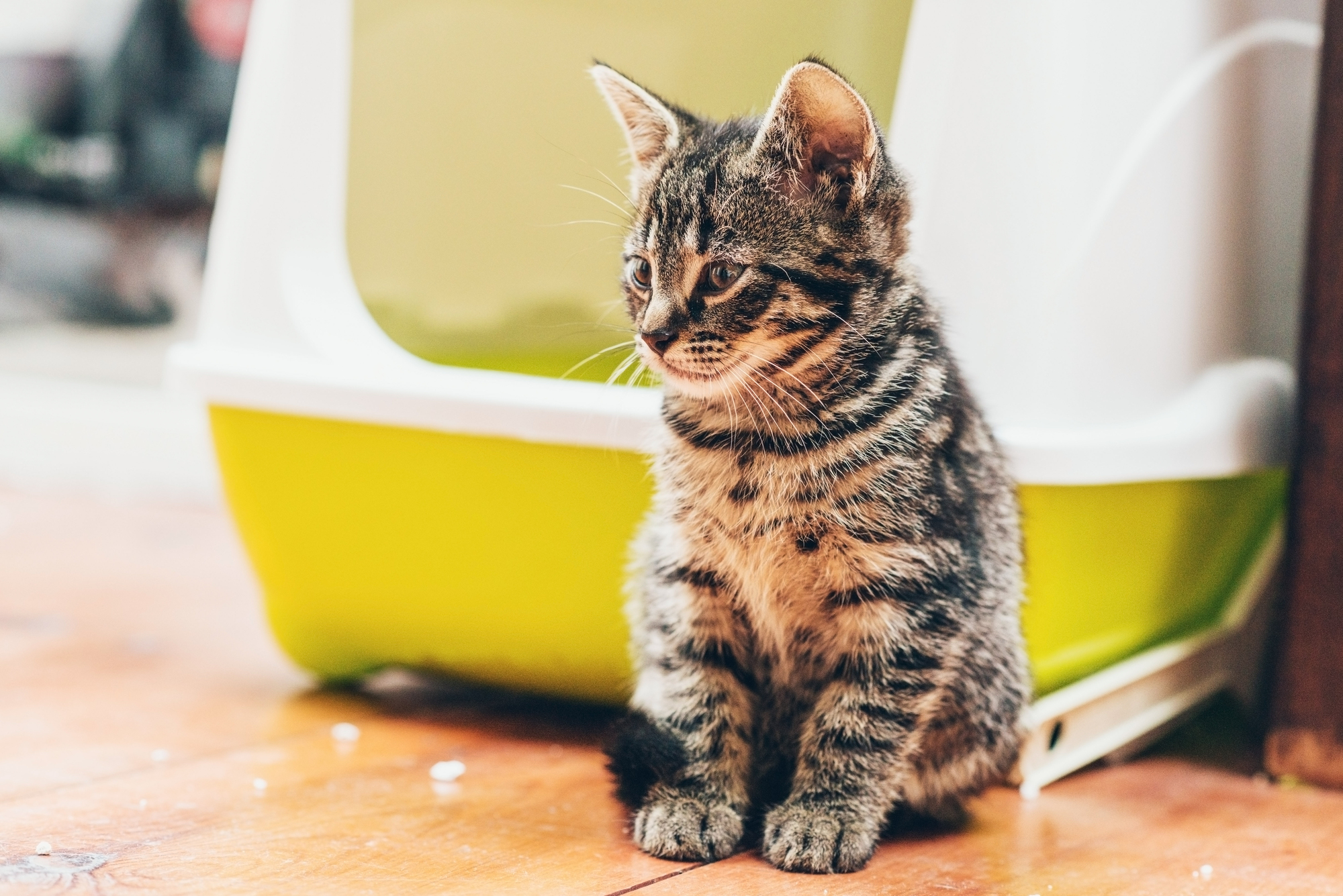 Die Katze ans Katzenklo gewöhnen – So gelingt die Sauberkeitserziehung