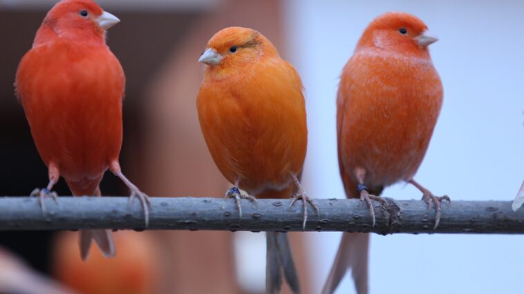 Tipps zur Vogelhaltung: Was zukünftige Halter wissen sollten