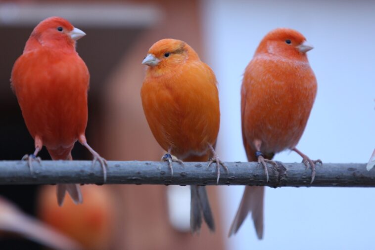 Tipps zur Vogelhaltung: Was zukünftige Halter wissen sollten