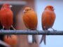 Tipps zur Vogelhaltung: Was zukünftige Halter wissen sollten